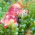 Port Hedland Intertidal Reef icon
