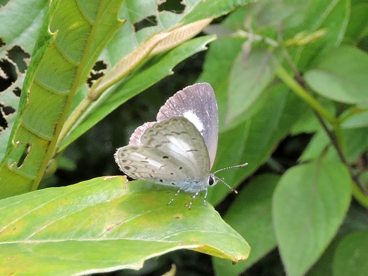 Butterflies of Bhutan · iNaturalist