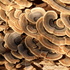 Fungi Islas Canarias icon