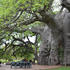 Champion Trees of South Africa (s Afr) icon