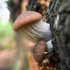 Fungi of Napa County icon