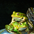 Reptile și amfibii observate în Republica Moldova icon
