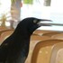 Awest goes to Cancun icon