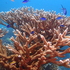Corals of Guantanamo Bay, Cuba icon