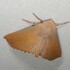 GFNC Moth Collection icon