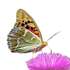 TR, Butterflies of Türkiye icon