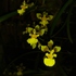 Orchidaceae do Paraná icon