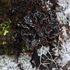 Lichens of Atlantic Canada icon