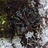 Lichens of Atlantic Canada icon