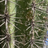 Plantas Nativas dañadas o enfermas en Baja California Sur icon