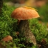 Fungi of Arcata Community Forest, Spring 2023 icon