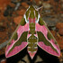 Lepidoptera de Almeria icon
