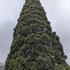 Giant Sequoias of Portland, OR icon