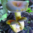 Australian Fungi of the Tropics &amp; Subtropics icon