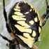 CNY Araneae icon