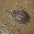 Horseshoe Crabs on the North Shore icon
