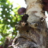 Ground Vegetation in Cacao-Agroforests icon