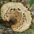 CNY Fungi icon