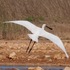 Birds of the Saguia el-Hamra icon