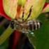 Les interactions  plantes / abeille à La Réunion icon