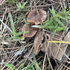 Fungi of Seminole County icon