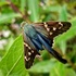 2023 Spring Coastal Georgia Butterfly Count icon
