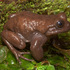 Manu Frogs icon