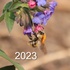 Шмели 2023 - Азиатская часть России/Bumblebees 2023 - Asian part of Russia icon
