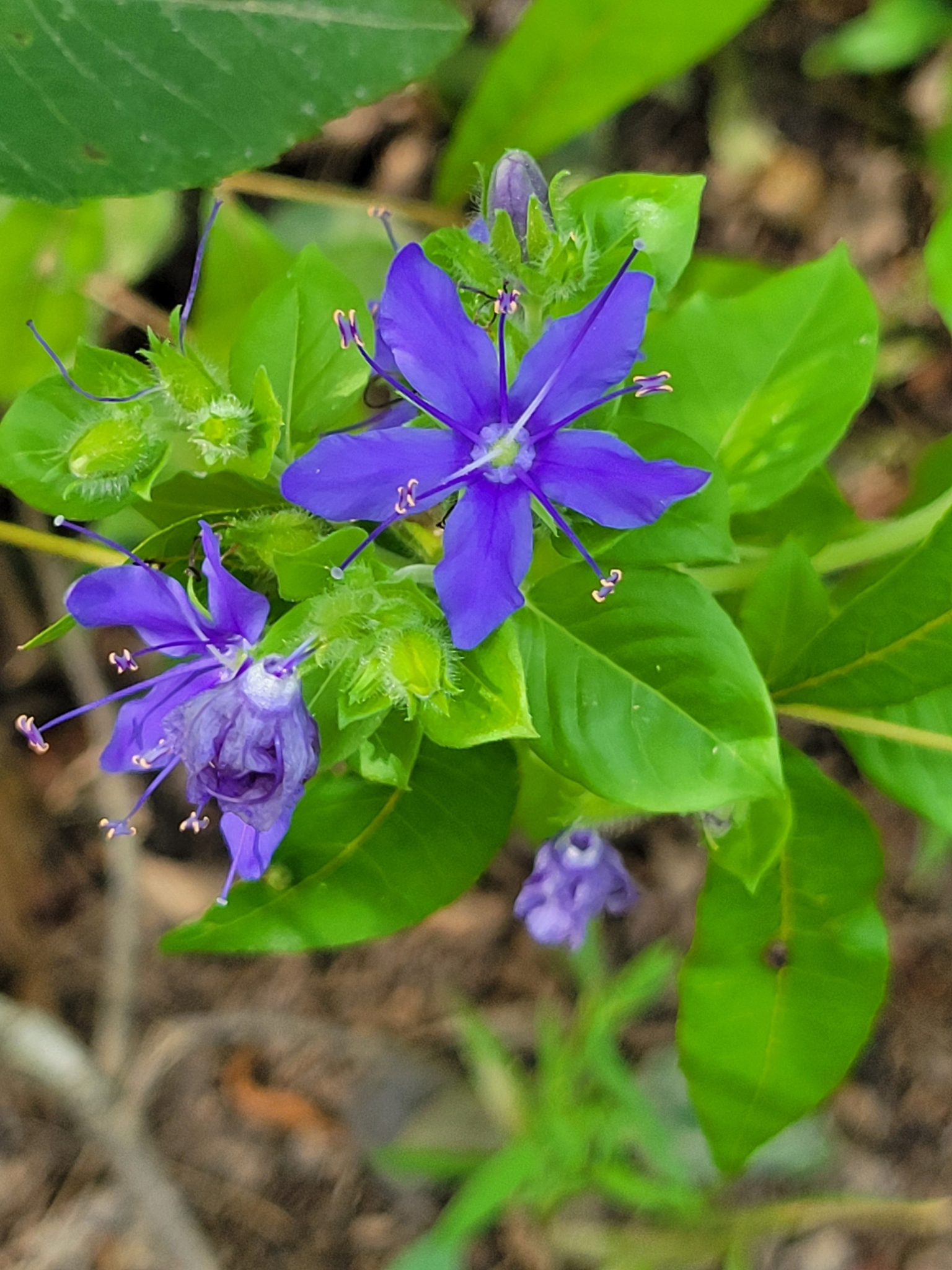 choctaw-nation-reservation-area-sightings-inaturalist