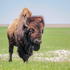 Baker University - KS Natural History (Spring 2023) icon