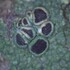 Fairfax County Park Authority Lichen Survey icon