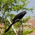 Aves protegidas en el Estado de Zacatecas icon