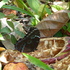 Lepidoptera in Cacao-Agroforests of San Martín, Perú icon