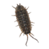 Isopodes d&#39;Ariège icon