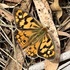 Butterflies of Nillumbik icon
