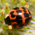 Lower Columbia Year of the Beetle 2023 icon