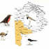 Aves del Sudoeste Bonaerense icon