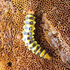 Botswana beetle larvae icon