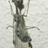Botswana Neuroptera - Antlions, Owlflies and  Mantidflies icon