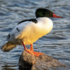 Southern Appalachian Merganser Mapping Project icon