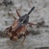 Curculionoidea (weevils and bark beetles) of the Canadian Maritimes icon