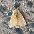 Backyard Moth Biodiversity Study 2023 icon