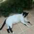 Cats and Birds in Turkiye and Europe icon