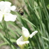 Bumble bees of Fl, Al, MS, and LA icon