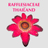Rafflesiaceae of Thailand icon