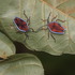 Hemiptera of New Guinea icon