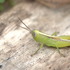 Orthoptera of New Guinea icon