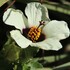 What is Flower of an Hour Hibiscus trionum in s Africa? icon