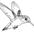 El Paso Hummingbird Survey icon