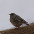 Uccelli del Verbano Cusio-Ossola icon